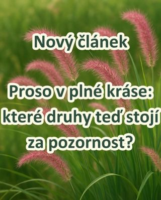 🌾 PROSO V PLNÉ KRÁSE – KTERÉ DRUHY TEĎ STOJÍ ZA POZORNOST? 🍂✨ Věděli jste, že právě teď nastává čas, kdy proso ukazuje...