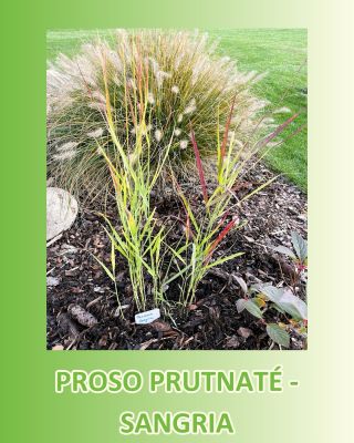 PROSO PRUTNATÉ – SANGRIA: ZÁŘIVÁ BARVA PRO VAŠI ZAHRADU 🍷 Toužíte po trávě, která vnese do vaší zahrady podzimní hru...