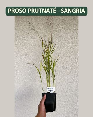 PROSO PRUTNATÉ – SANGRIA: PODZIMNÍ OHŇOSTROJ BAREV 🔥 Chcete, aby vaše zahrada zářila i na podzim? Proso prutnaté SANGRIA...