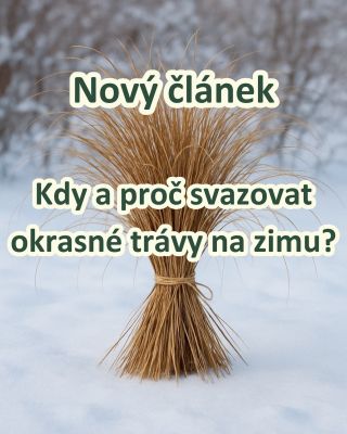 🌾 KDY A PROČ SVAZOVAT OKRASNÉ TRÁVY NA ZIMU? ❄️ Na podzim okrasné trávy mění barvu a pomalu se připravují na zimu. 🍂 Aby...