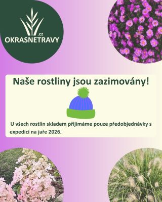 🌾 SEZÓNA UKONČENA – ROSTLINY JSOU ZAZIMOVANÉ ❄️ Naše rostliny už odpočívají a připravují se na novou sezónu. 💚 U všech...